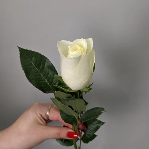 Роза белая 40 см